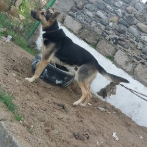 nemes avcarkasi satilir erkeydir cox super aktiv itdir heyetin axranas