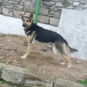 nemes avcarkasi satilir erkeydir cox super aktiv itdir heyetin axranas