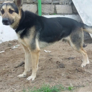 nemes avcarkasi satilir erkeydir cox super aktiv itdir heyetin axranas