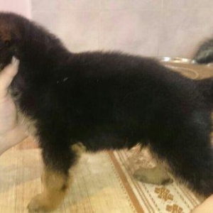 Cistokrovnie nemeckie ovcarki. Na foto mat. Otec toje est tolko po wat