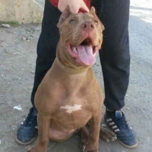 pidbul staf tam saglam butun vaksinlar vurlub disi