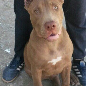 pidbul staf tam saglam butun vaksinlar vurlub disidi
5 aylixdi geydirm