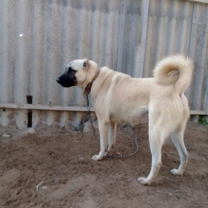 satlir kan kaldi hamiledi barter yoxdu fikri ciddi olanar zeng ve ya w