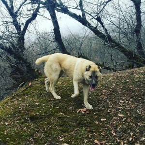 yerli alabay 1yas 7 ayin itidi oyredilmis soze qulaq asan yeri gelende