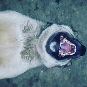 yerli alabay 1yas 7 ayin itidi oyredilmis soze qulaq asan yeri gelende