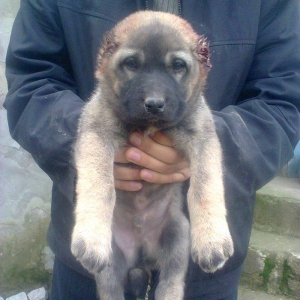 Erkekdi 36 qünlükdü. yerli sortdur.hürməyə başlıyıb.Sağlam və