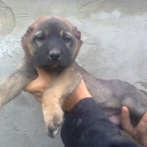 Erkekdi 36 qünlükdü. yerli sortdur.hürməyə başlıyıb.Sağlam və