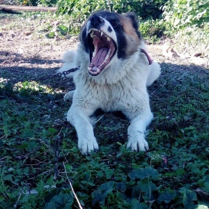 Lezgi itidir 1yas 8ayliqdi. Super itdi adida carli