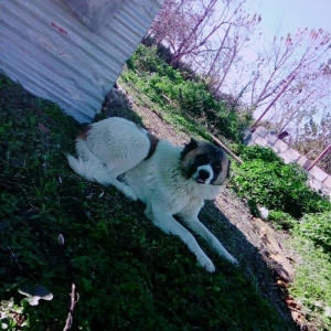 Lezgi itidir 1yas 8ayliqdi. Super itdi adida carli satama sebebim qorx