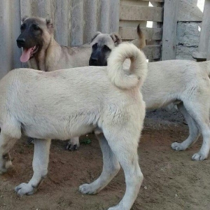 satlir cinsi kan kal erkeydi elave mellumat whatsap ve ya telde  elaqe