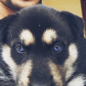 huski balasi satilir 2 ayliqdi. 4 bala idi satilib