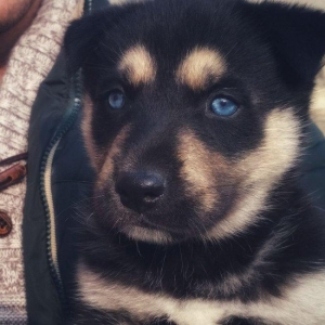 huski balasi satilir 2 ayliqdi. 4 bala idi satilib bir bu qalib isdeye