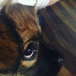 Pekines karlevskiy sortdu. Cox geseng itdi. Herseyi vurulubdu. Cudesti