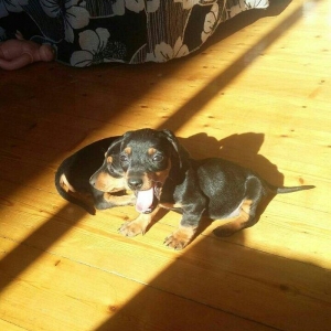 Продаются щенки таксы 1, 5 месяца,  девочки, 50 AZN звонить на моб.