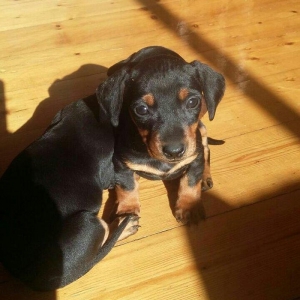 Продаются щенки таксы 1, 5 месяца,  девочки, 50 AZN звонить на моб.