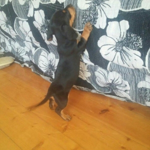 Продаются щенки таксы 1, 5 месяца,  девочки, 50 AZN звонить на моб.