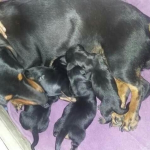 Продаются щенки таксы 1, 5 месяца,  девочки, 50 AZN звонить на моб.