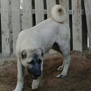 Kangal 3 ay yarim. Boyuk it atasidir.