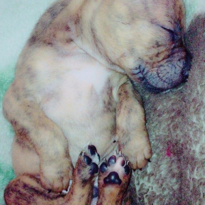 Temiz pitbull balalari satilir. Qiymet 150 azn tecili satilir barter o