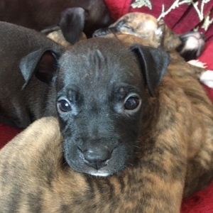 Temiz pitbull balalari satilir. Qiymet 150 azn tecili satilir barter o