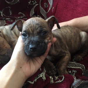 Temiz pitbull balalari satilir. Qiymet 150 azn tecili satilir barter o