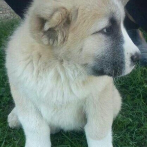 Alabay balası təmiz türkmən alabayı.dişidi 1ri qalıb.2 aylıq 10 günlük