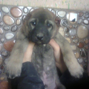 Erkekdi 36 qünlükdü. yerli sortdur.hürməyə başlıyıb.Sağlam və