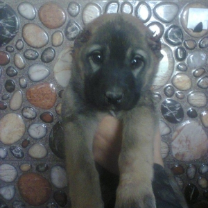 Erkekdi 36 qünlükdü. yerli sortdur.hürməyə başlıyıb.Sağlam və