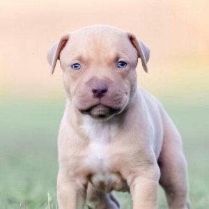 Salam pitbull balasi aliram ve temiz pitbull haski