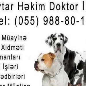 Baytar  həkİm doktor İlkİn
müalicə,müayinə