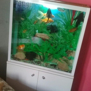 Akvarium ve Baliglar