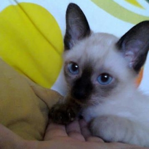 Продаются тайские котята (шоколадный окрас), 2 месяца, глаза -голубые
