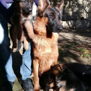 Erkaklar. Radaslovunnu klub itlari. Ciplari vurulub. Ata va anasi tani