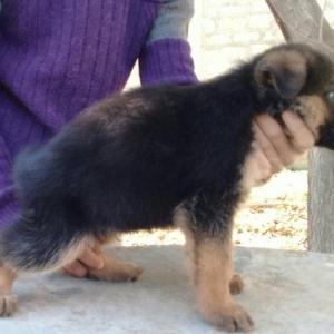 Erkaklar. Radaslovunnu klub itlari. Ciplari vurulub. Ata va anasi tani