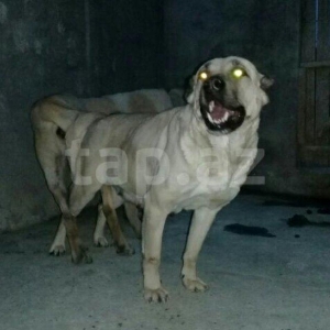 Erkak kangal. 2 iynasi vurulub. Iri kucukdur. saf gan turk sivad kanga