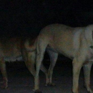 Erkak kangal. 2 iynasi vurulub. Iri kucukdur. saf gan turk sivad kanga