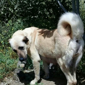 Erkak kangal. 2 iynasi vurulub. Iri kucukdur. saf gan turk sivad kanga