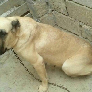 Erkak kangal. 2 iynasi vurulub. Iri kucukdur. saf gan turk sivad kanga