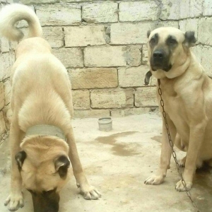 Erkak kangal. 2 iynasi vurulub. Iri kucukdur. saf gan turk sivad kanga