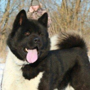 Amerikan Akita. Ham aila ham da axran iti. Kucuk 2 ayligdir. Bakidadir