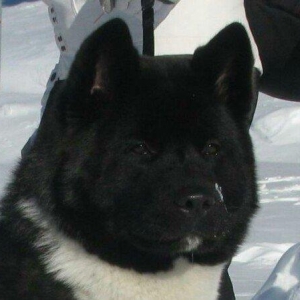 Amerikan Akita. Ham aila ham da axran iti. Kucuk 2 ayligdir. Bakidadir