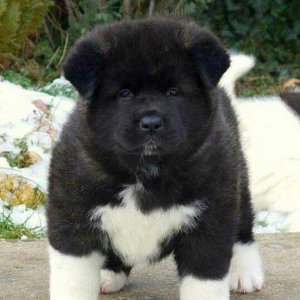 Amerikan Akita. Ham aila ham da axran iti. Kucuk 2 ayligdir. Bakidadir