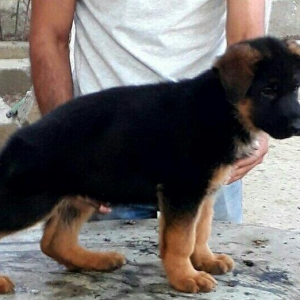 Kucuk Radaslovnudur. Sanadi Cipi va pasportu var. 