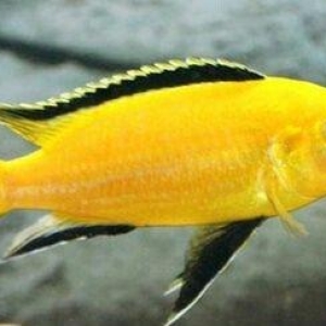 limonnik 3 sm 1 azn
faer fish 3 sm 1 azn
delfin 3 sm 1.50 azn
pindani