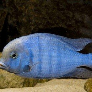 limonnik 3 sm 1 azn
faer fish 3 sm 1 azn
delfin 3 sm 1.50 azn
pindani