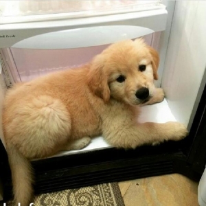 Golden retriever balaları sifarişle getirilir, s