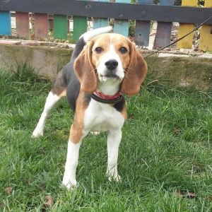 Beagle satılır 6 aylıq erkey, tam peyvendli sen