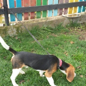 Beagle satılır 6 aylıq erkey, tam peyvendli senedli baladı