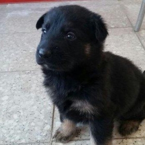 Itler novxanidadir erkek ve diwi bala var real alicilar narahar etsin