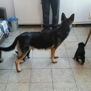 Itler novxanidadir erkek ve diwi bala var real alicilar narahar etsin